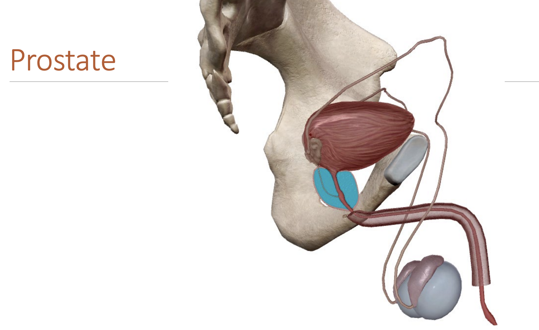 <p>Uterus:</p><p>Holds the child during pregnancy</p><p>Fallopian tubes:</p><p>Location of fertilisation and conception</p><p>Ductus deferens/vas deferens:</p><p>Tubes through with mature sperm travel to reach the penis.</p><p>Runs posterior to the bladder, entering the urethra via the prostate.</p>