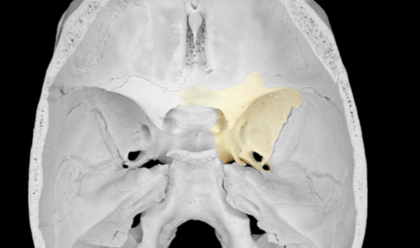 <p>'the keystone' - attaches with almost every other bone in the skull</p><p>looks like bat with wings</p>