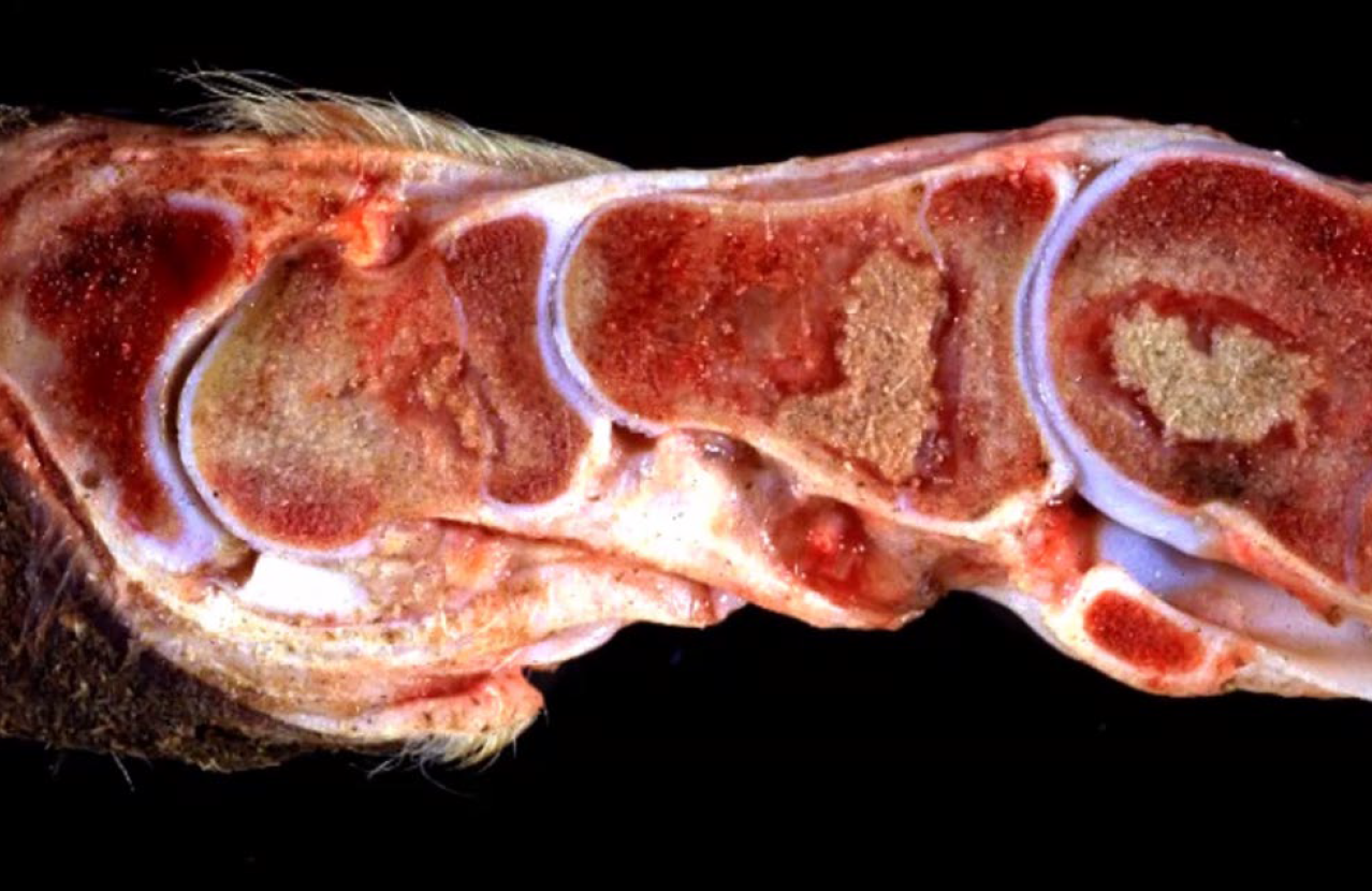 <p>Calf. What is the etiology?</p><p>A-Arcanobacterium pyogenes</p><p>B-Mycobacterium bovis</p><p>C-Pasteurella multocida</p><p>D-Hemophilus somni</p>