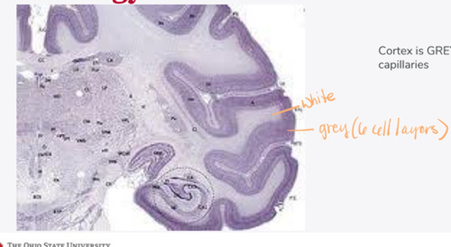 <p>______ matter lies internal to the grey matter of the cortex of the brain</p>