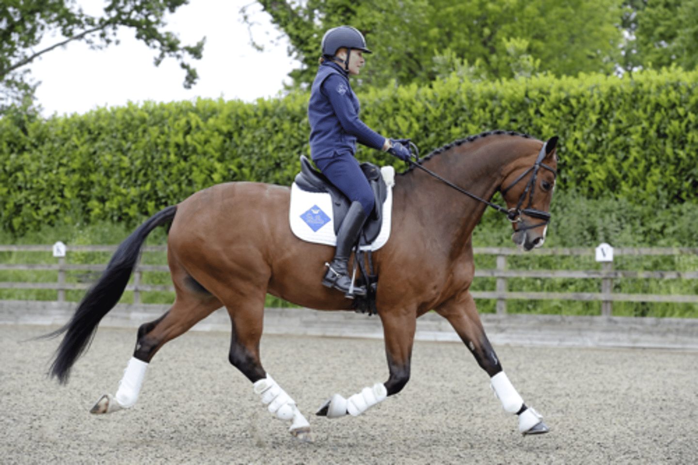 <p>- Natural Gait</p><p>- 2-beat diagonal gait (paired diagonal feet move simultaneously)</p><p>- performed in English Tack</p><p>- most efficient</p>