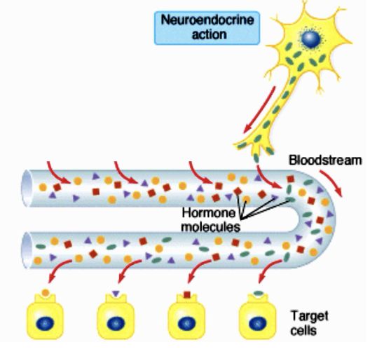 <ul><li><p>The hormone is released by nerve cells into the circulation and is transported to the target cells</p></li></ul><p></p>