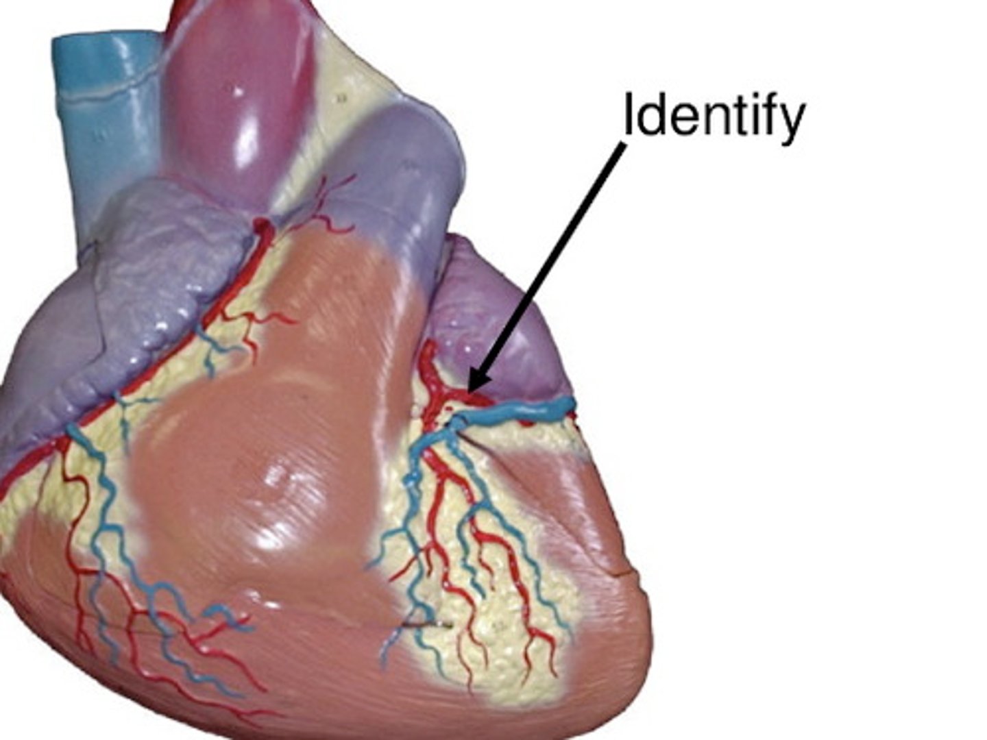 <p>st</p><p>on left border of heart, curly</p><p>comes off L coronary arter</p><p>H1</p><p>18</p>
