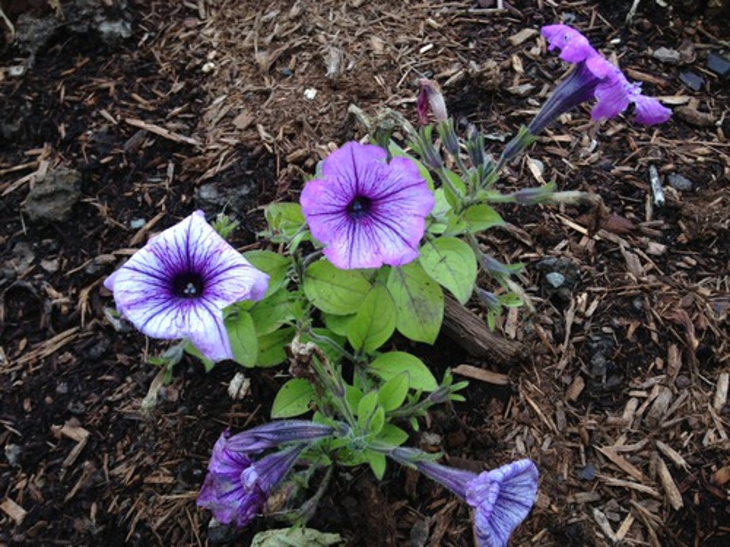 <p>they saw a mix of deeper colored flowers (expected) loss of pigment (unexpected)</p>