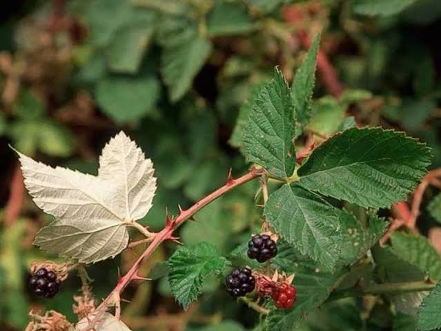 <p>Himalayan Blackberry</p>