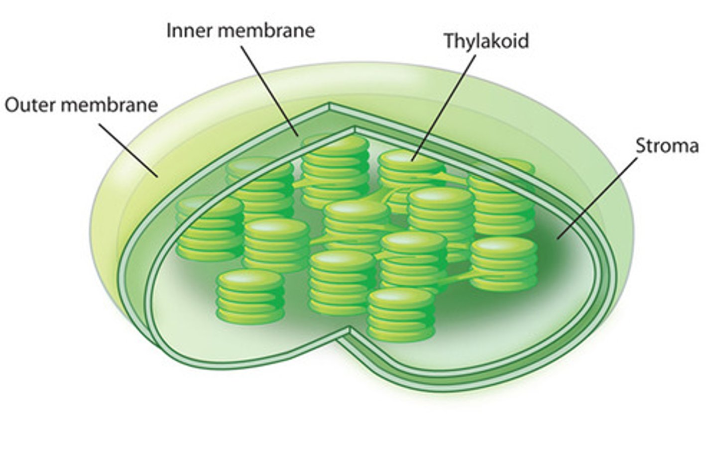 <p>A structure in the cells of plants and some other organisms that captures energy from sunlight and uses it to produce food.</p><p>main function of chloroplasts is to produce food (glucose)</p><p>Chloroplasts contain the pigment, chlorophyll. Chlorophyll absorbs most of the colors in the color spectrum, and reflects only green and yellow wavelengths of light. This is why we see leaves as green or yellow - because these colors are reflected into our eyes.</p>