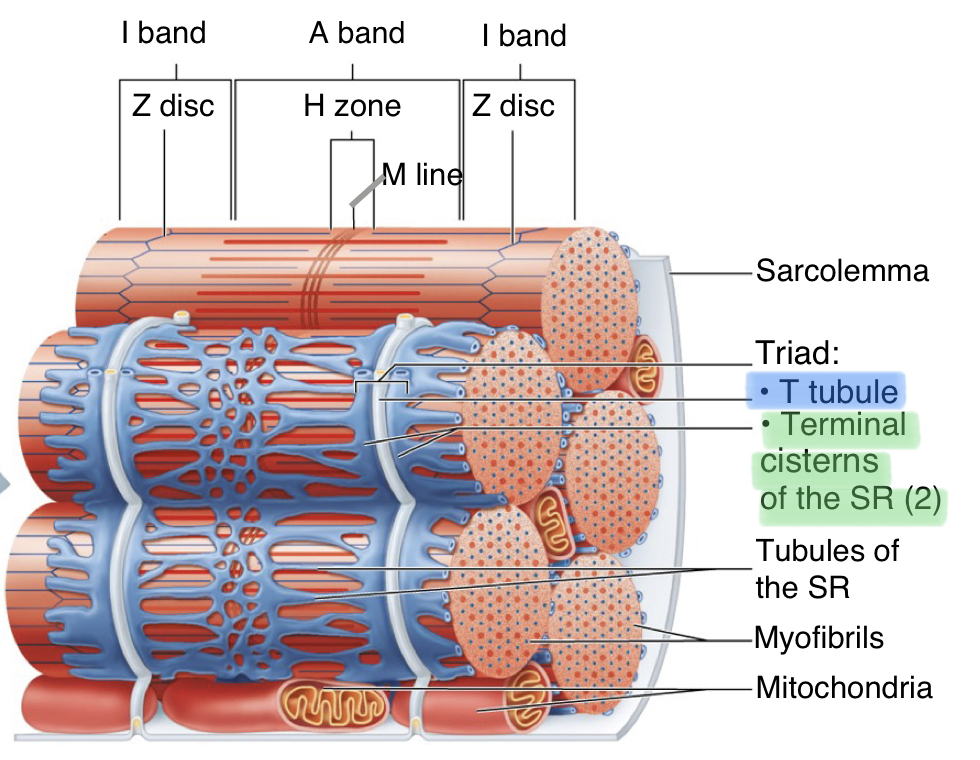 <ul><li><p>narrow membranous tunnels formed from the sarcolemma</p></li><li><p>open to the extracellular environment</p></li><li><p>ABLE TO CONDUCT ACTION POTENTIALS</p></li><li><p>closely situated next to terminal cisternae of SR --&gt; faster stimulation of SR from sarcolemma</p></li></ul>