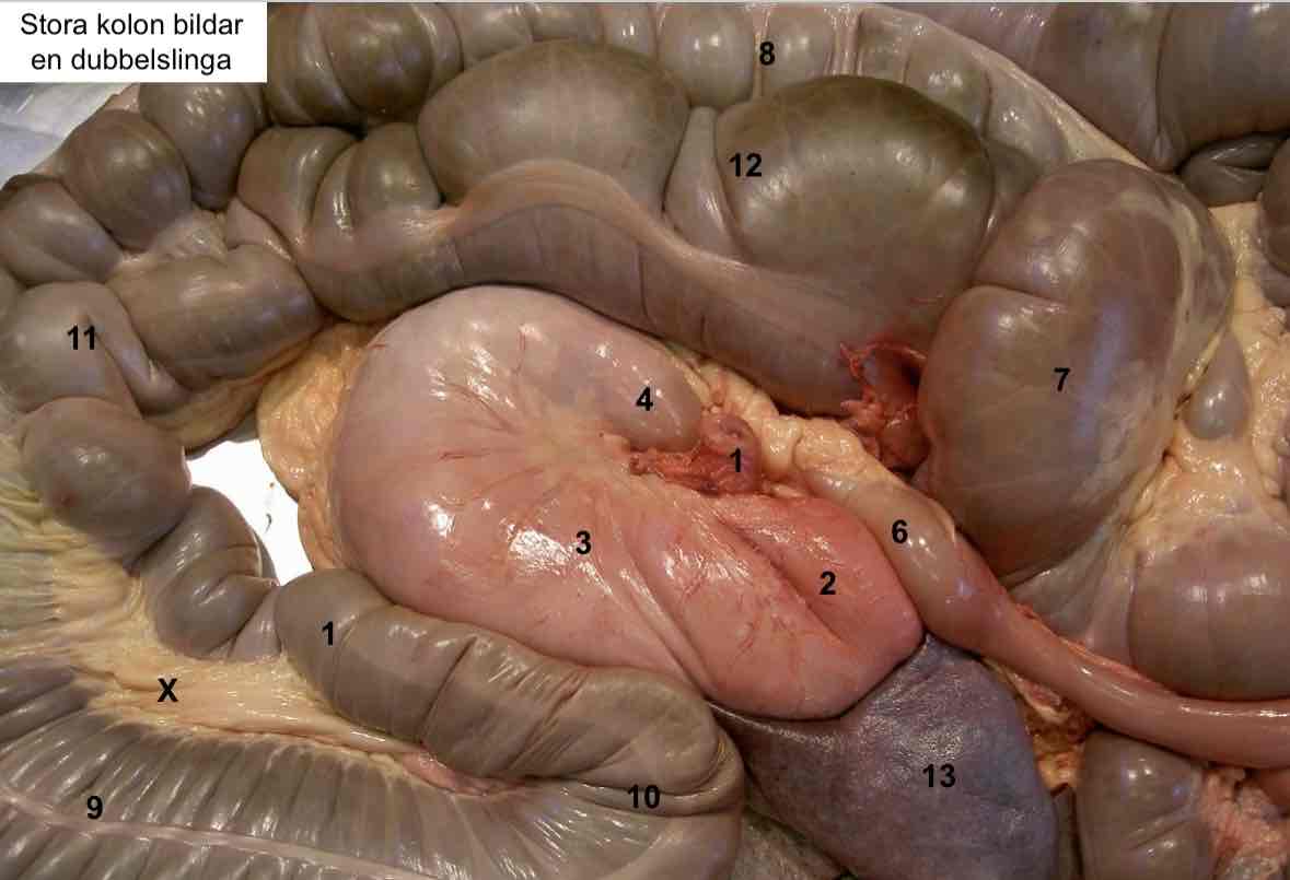 <p>Fundus ventriculi hos häst, “blindsäck” (häst) nr 2</p>