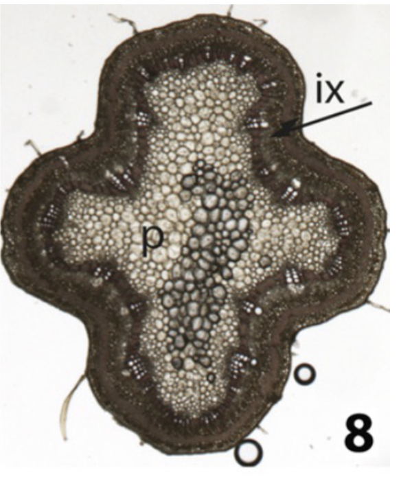 <p>what happens here with secondary growth</p>