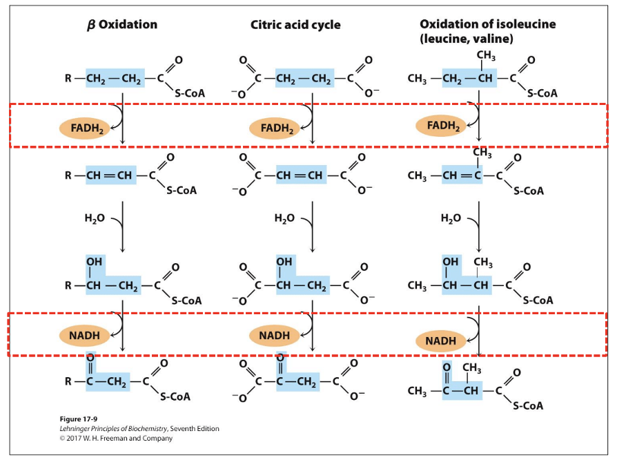 <ul><li><p><span>TCA cycle, beta-oxidation, and amino acid oxidation follow same pattern same sequence: DEHYDROGENATION -&gt; HYDRATION -&gt; DEHYDROGENATION</span></p></li><li><p class="MsoListParagraphCxSpMiddle"><span>Dehydrogenation b/t alpha-beta generate double bond and FADH<sub>2</sub></span></p></li><li><p class="MsoListParagraphCxSpLast"><span>After those common steps, structure differences determine further steps of metabolism.</span></p></li></ul><p></p>