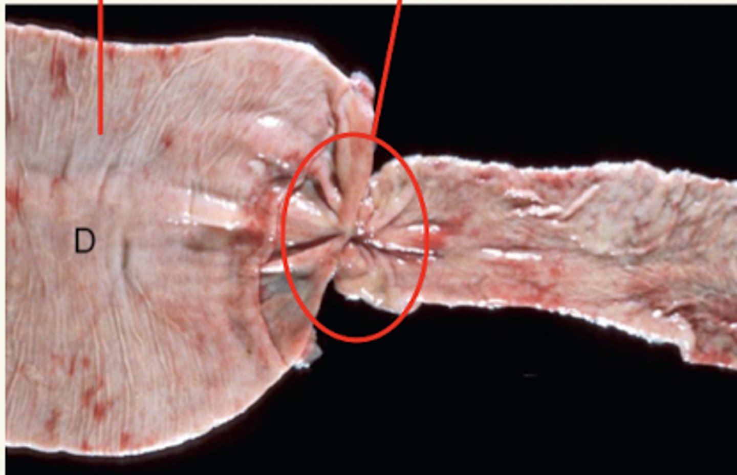 <p>¿patología?</p>