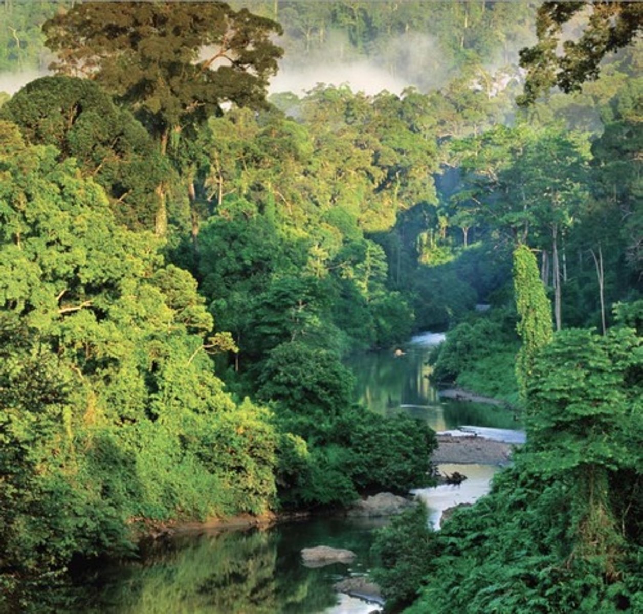 <p>A lush, species-rich forest biome that occurs in warm and moist climates throughout the year.</p>