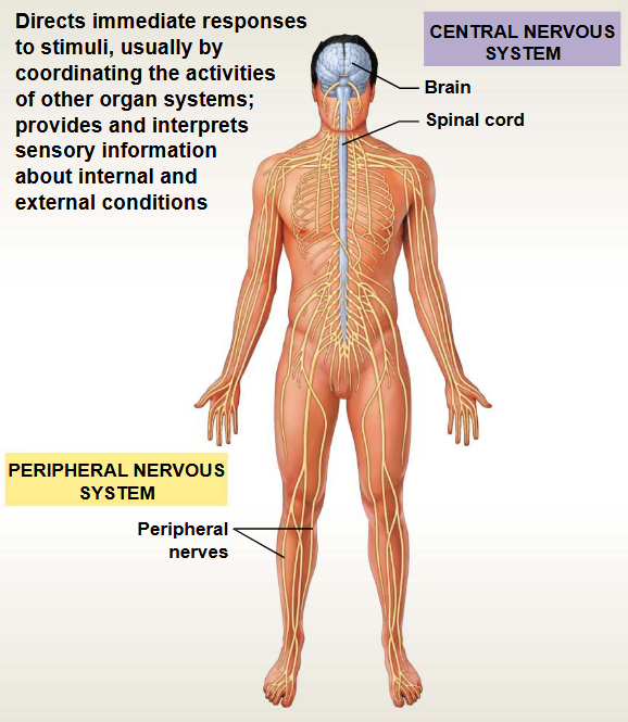 <p>This system contains: Brain, Spinal Cord, Nerves</p><ul><li><p>Functions: Control &amp; Coordination</p></li></ul><p></p>