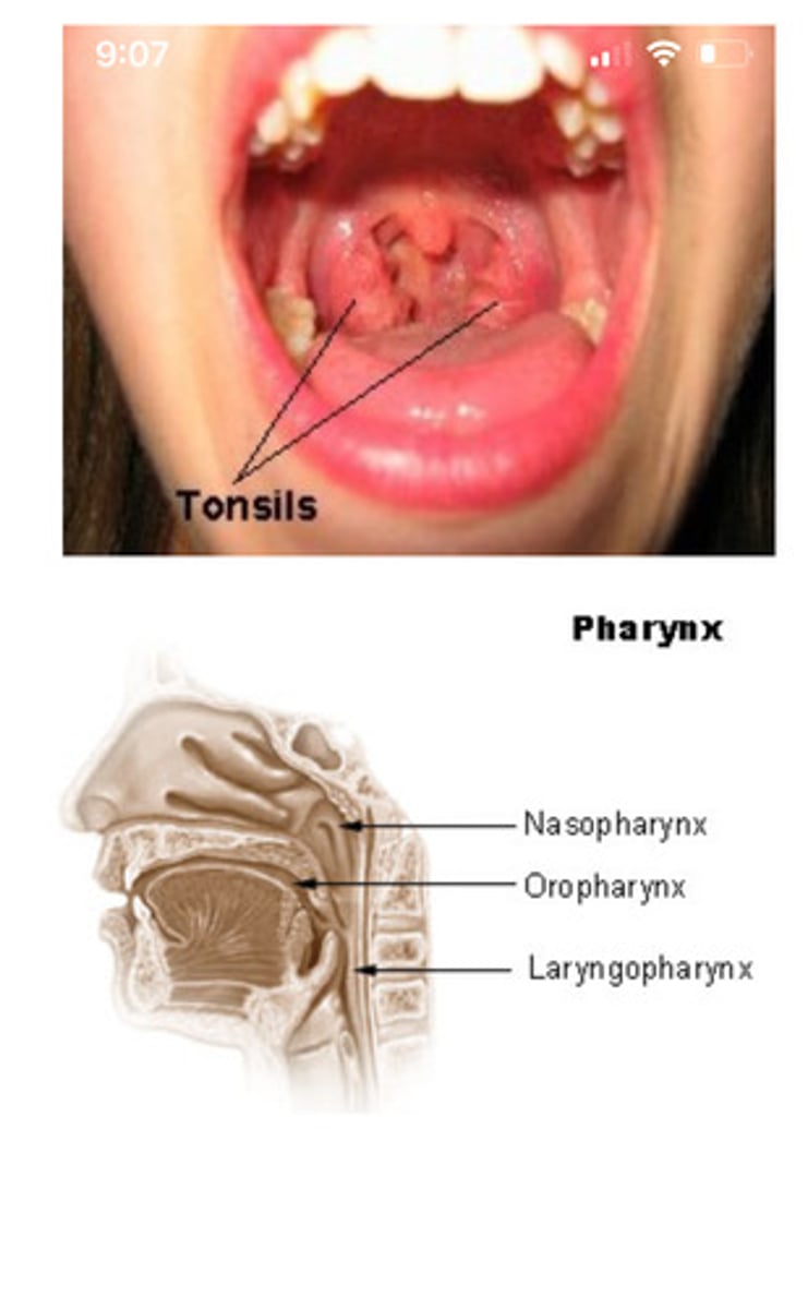 <p>masses of lymphatic tissue in the back of the oropharynx</p>