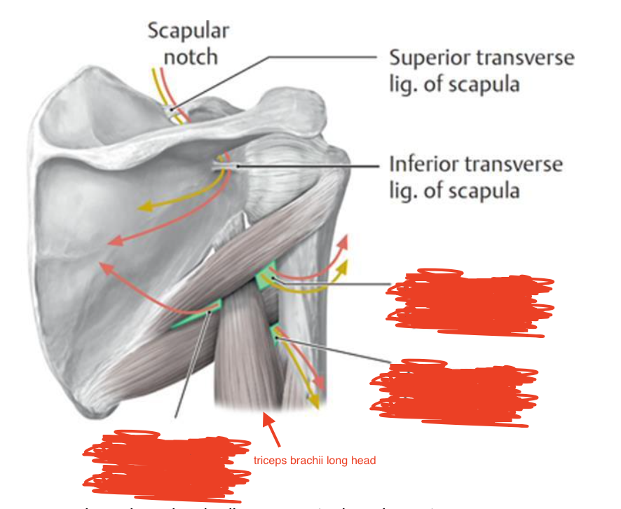 <p>what are the boundaries of the triceps hiatus space? What runs through it?</p>