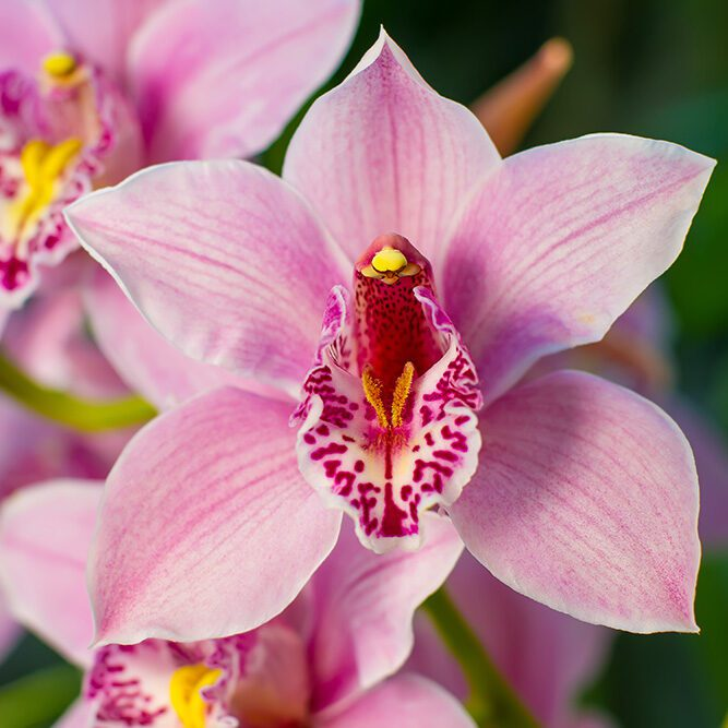 <p>learn typical shape of flowers, big lip, collar sticking up</p>