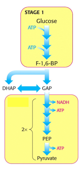 <p>Gluconeogenesis process</p>
