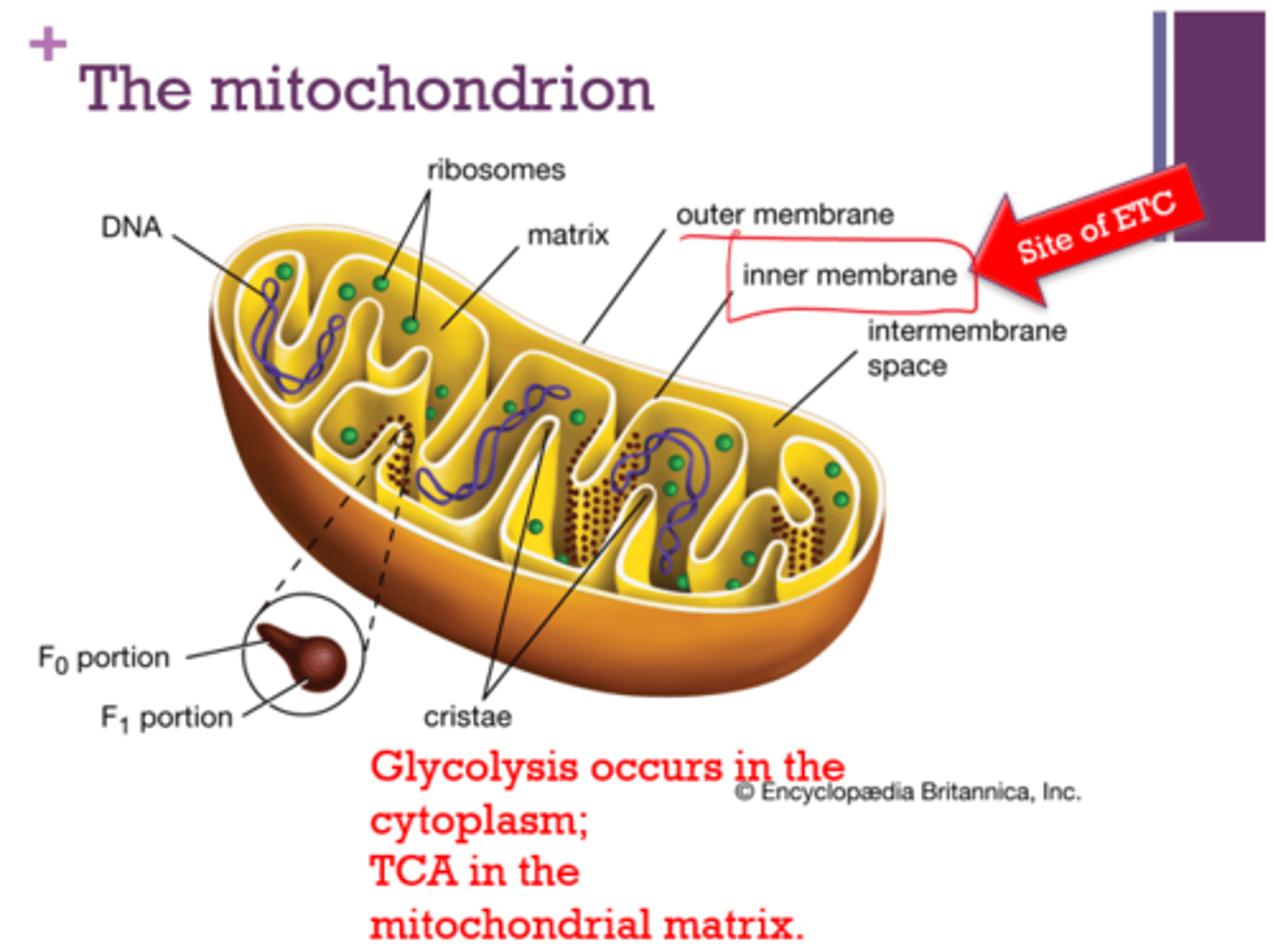 <p>- cytoplasm</p><p>- mitochondrial matrix</p>
