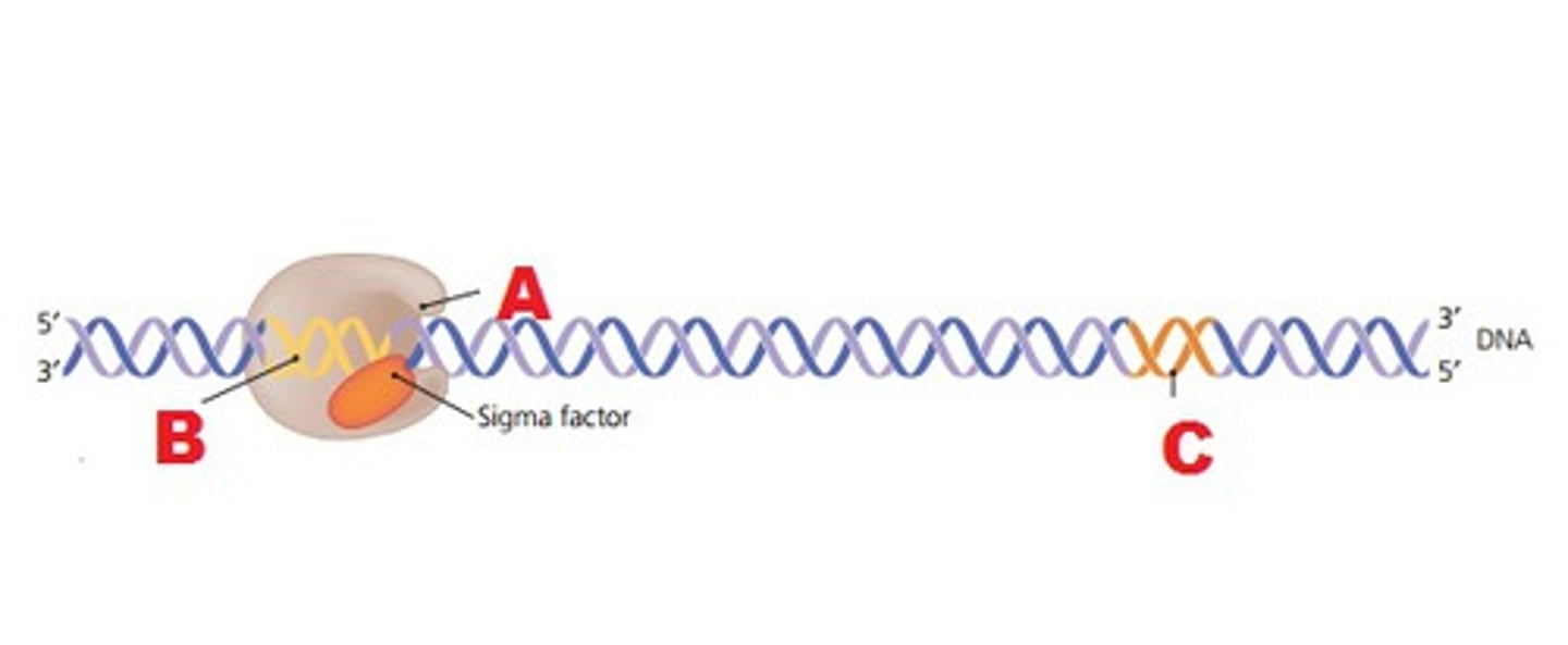 <p>A specific nucleotide sequence in DNA that binds RNA polymerase and indicates where to start transcribing RNA.</p>