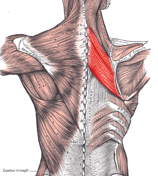 muscular anatomy: rhomboids 