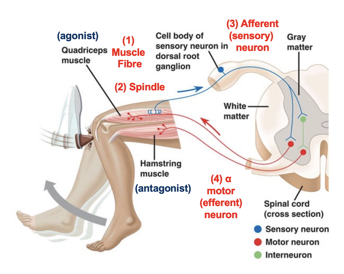 <ul><li><p><span>the neural pathway that mediates a reflex action, which is a rapid, involuntary response to a stimulus</span></p></li></ul><p></p>
