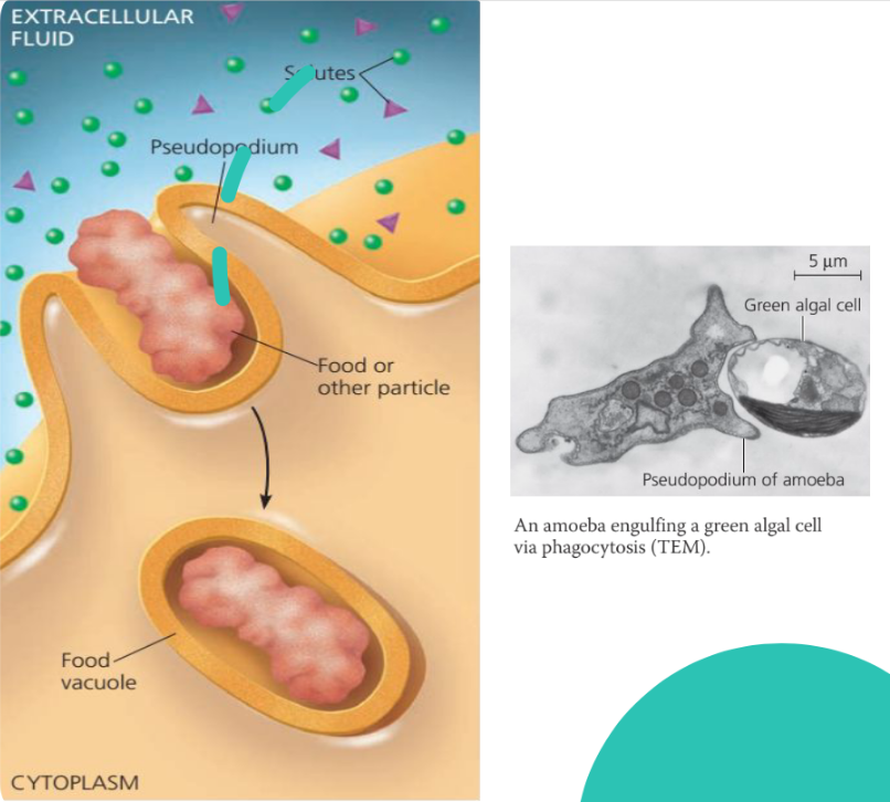 <p>● Also known as cellular-eating ● Cell engulfs a particle by extending pseudopodia around it and packaging it within a membranous sac called a food vacuole.</p>