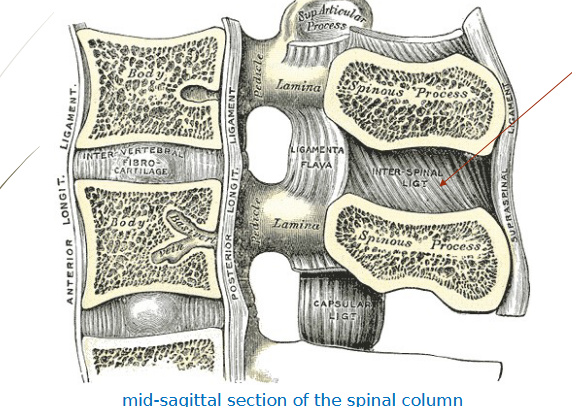 <p>What ligament?</p>
