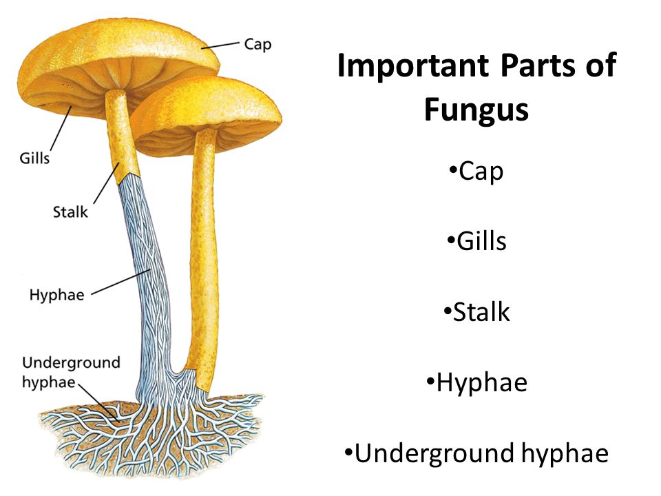 <p>Characteristics of kingdom Fungi</p>