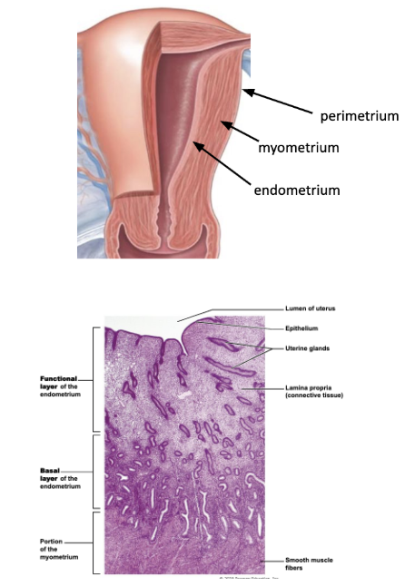 <ul><li><p><span style="background-color: transparent;"><u><span>perimetrium</span></u></span></p><ul><li><p><span style="background-color: transparent;"><span>outer serous membrane (peritoneum)</span></span></p></li></ul></li></ul><ul><li><p><span style="background-color: transparent;"><u><span>myometrium&nbsp;</span></u></span></p><ul><li><p><span style="background-color: transparent;"><span>thick muscular layer</span></span></p></li><li><p><span style="background-color: transparent;"><span>produces contractions during childbirth</span></span></p></li></ul></li><li><p><span style="background-color: transparent;"><u><span>endometrium&nbsp;</span></u></span></p><ul><li><p><span style="background-color: transparent;"><span>mucosal lining of uterine cavity, simple columnar epithelium with connective tissue</span></span></p></li><li><p><span style="background-color: transparent;"><span>highly vascularized</span></span></p></li><li><p><span style="background-color: transparent;"><u><span>functional layer</span></u><span> - thick inner layer, shed during menstruation&nbsp;</span></span></p></li><li><p><span style="background-color: transparent;"><u><span>basal layer</span></u><span> - thinner, not shed, forms new functional layer</span></span></p></li></ul></li></ul><p></p>