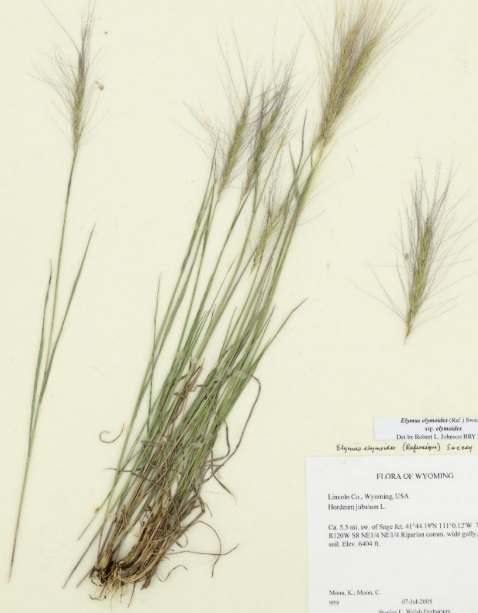 <p>Awns are bushy, stand at right-angle</p><p>rachis visible, spikelets sessile</p>