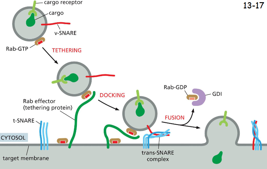 <p>transport vesicles to their target membrane</p><p>Rab GTPases in their GTP form associate with membrane and binds Rab effectors that tether the vesicles.</p><p>The two SNARE (synaptobrevin) proteins pair and dock the vesicle to the membrane for fusion</p><p>Rab-GDP form binds GDI (Rab-GDP disassociation factor), being released to the cytosol to allow the fusion to occur</p>
