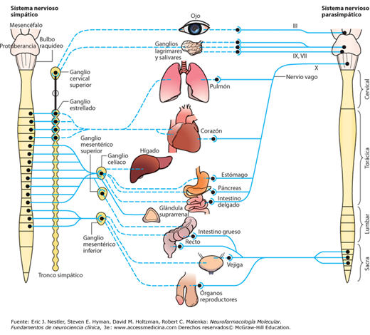 <p><strong>aglomeración de somas en el sistema nervioso autónomo, el cuál conecta el sistema nervioso central con los órganos sensoriales</strong></p>