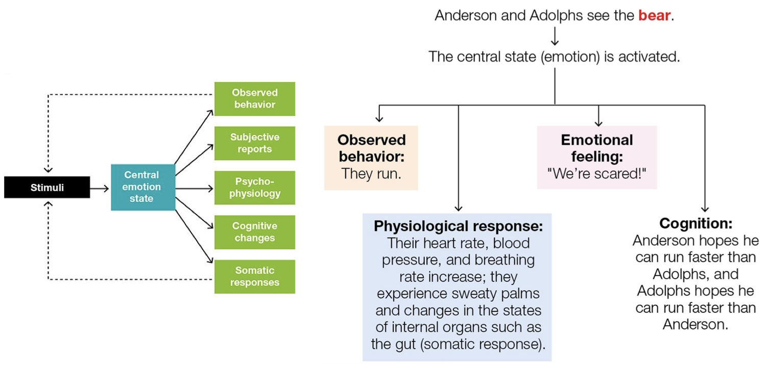 <p>Anderson &amp; Adolphs Model</p>