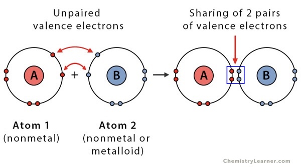 <p>covalent bond formed by atoms that share two pairs of electrons</p>