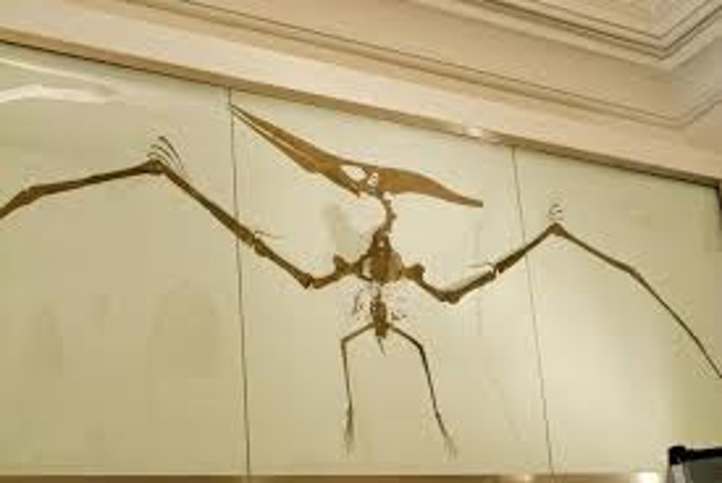 <p>Extinct order of flying archosaurs.</p><p>Pterosaurs</p>