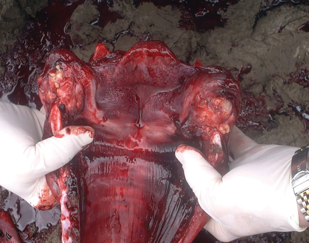 <p><u>Endogenous infection</u> through an <u>abrasion in the mucosa</u> of the <u>pharynx and larynx</u> due to ingestion of coarse feed</p>