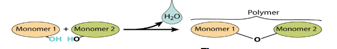 <p>A reaction that produces large molecules from smaller subunits</p>