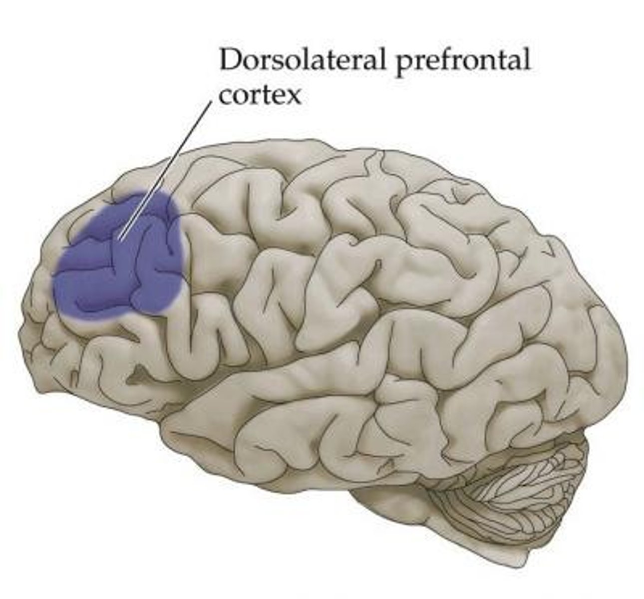 <p>part of frontal lobe responsible for thinking, planning, and language</p><p>Area of cortex, with reciprocal connections to Amygdala, involved in expressing, inhibiting and reading emotions</p>