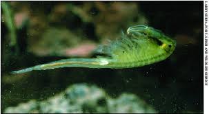 <p>-fairy, brine, tadpole, clam shrimp; water fleas</p><p>-1680 spp.</p><p>-legs double as respiratory surfaces</p><p>-often have a carapace </p><p>-among dominant zooplankton, freshwater and marine</p><p>-median eye in water fleas</p>