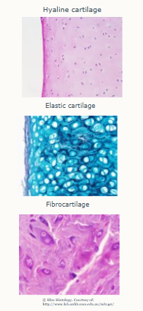 <p>3 types: hyaline, fibrocartilage and elastic cartilage.</p><p>Calls in cartilage are called chondrocytes that produce a matrix made up of type 2 collagen, glycoproteins and water. It does not contain Calcium Phosphate (Ca3PO4,2) therefore it’s more flexible than bone. It is continually broken down and renewed.</p><p>Structure: varies depending on cartilage type</p><p>Function: provides flexibility with rigidity, fibrocartilage can withstand considerable pressure</p><p>NOTE: poorly supplied with blood</p>