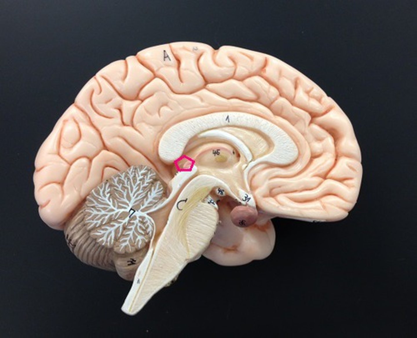 <p>contains pineal gland that controls melatonin</p>