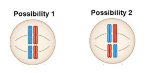 <p><span style="background-color: transparent; font-family: "Proxima Nova", sans-serif;"><span>Two nuclei form and the cell splits into two</span></span></p>
