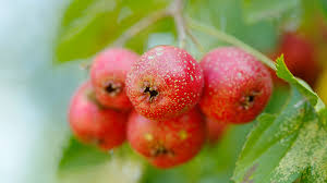 <p><span>A red pome or haw with 1 to 5 bony nutlets in succulent flesh.</span></p>
