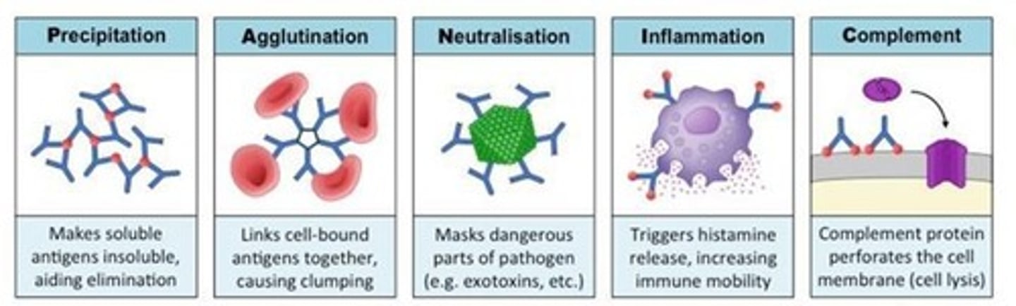 <p>Methods by which antibodies destroy antigens, including immobilization, agglutination, neutralization, and stimulation of inflammation.</p>
