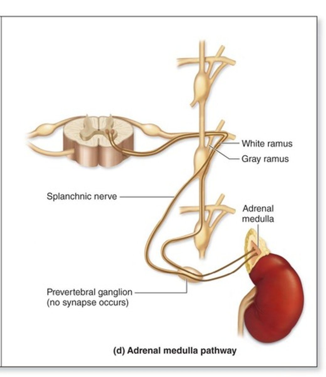 <p>The autonomic nerve pathway consists of two-neuron chains, while the somatic nervous system uses a single neuron.</p>