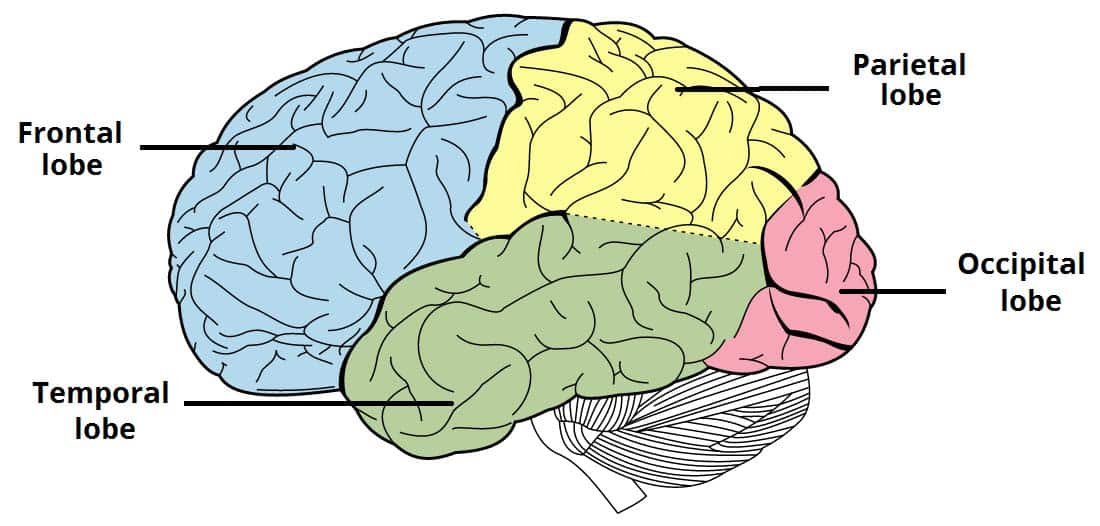 <ul><li><p>Is composed of 2 cerebral hemispheres: Left and Right</p><ul><li><p>Like mirror images of each other</p></li><li><p>Comprised of 4 lobes:</p><ul><li><p>Frontal lobe</p></li><li><p>Temporal lobe</p></li><li><p>Occipital lobe</p></li><li><p>Parietal lobe</p></li></ul><p></p></li></ul></li></ul>