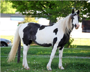 <p>dark pigmentation around the ears, which may cover the forehead or eyes. one or both eyes are blue. A combination of tobiano and overo patterns. some speckling&nbsp;</p>