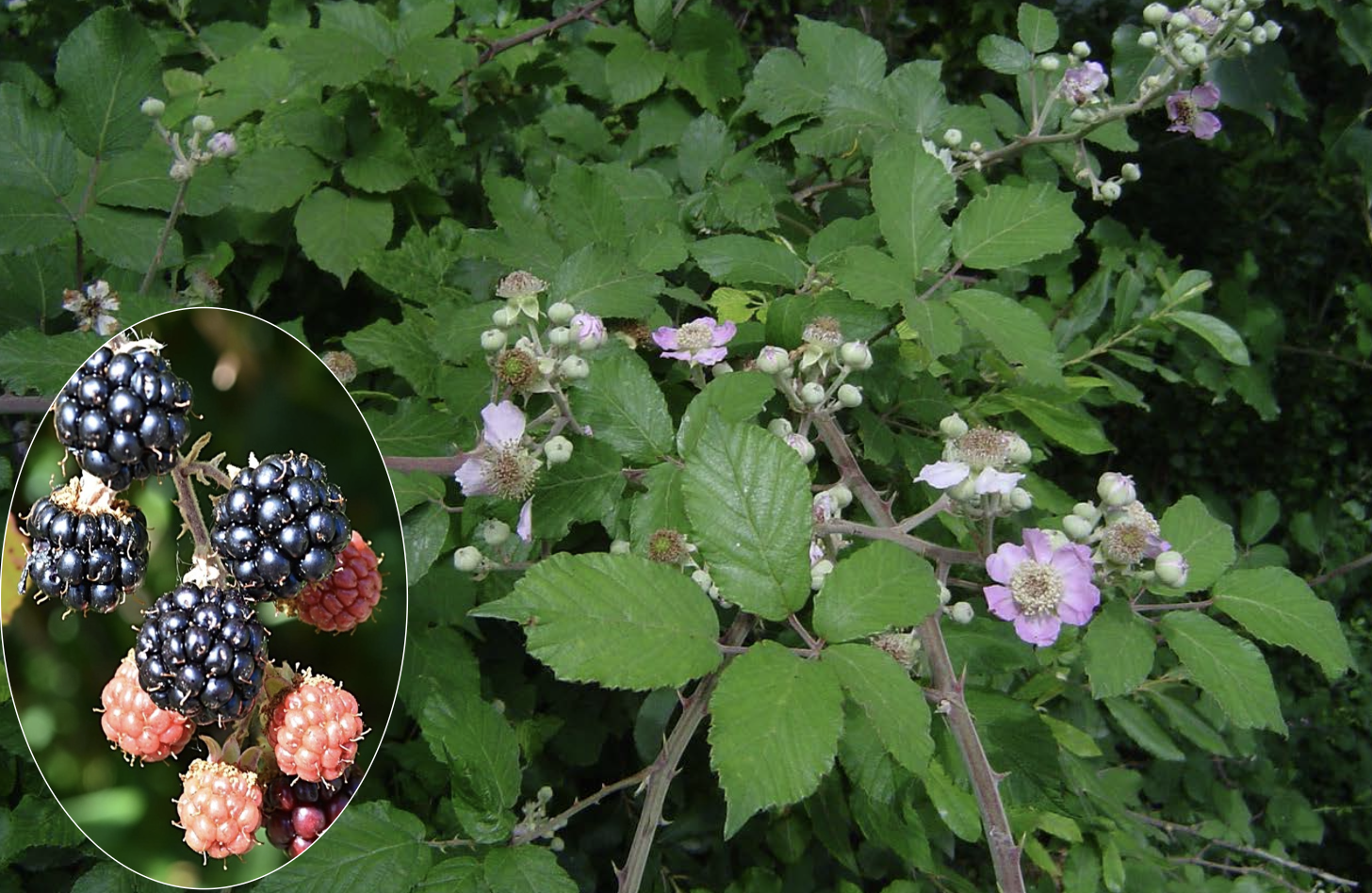 <p>Identificar la Rosaceae</p>