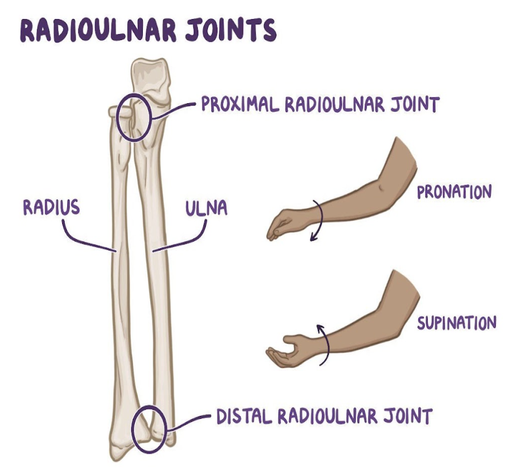 <p>radius &amp; ulna</p>