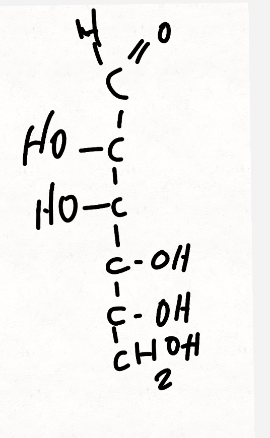 <p>important for glycoprotein synthesis and immune recognition.</p><p></p>